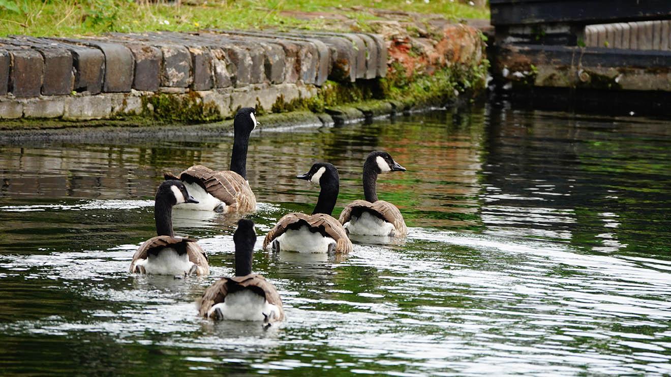 Geese on a stretch of canal