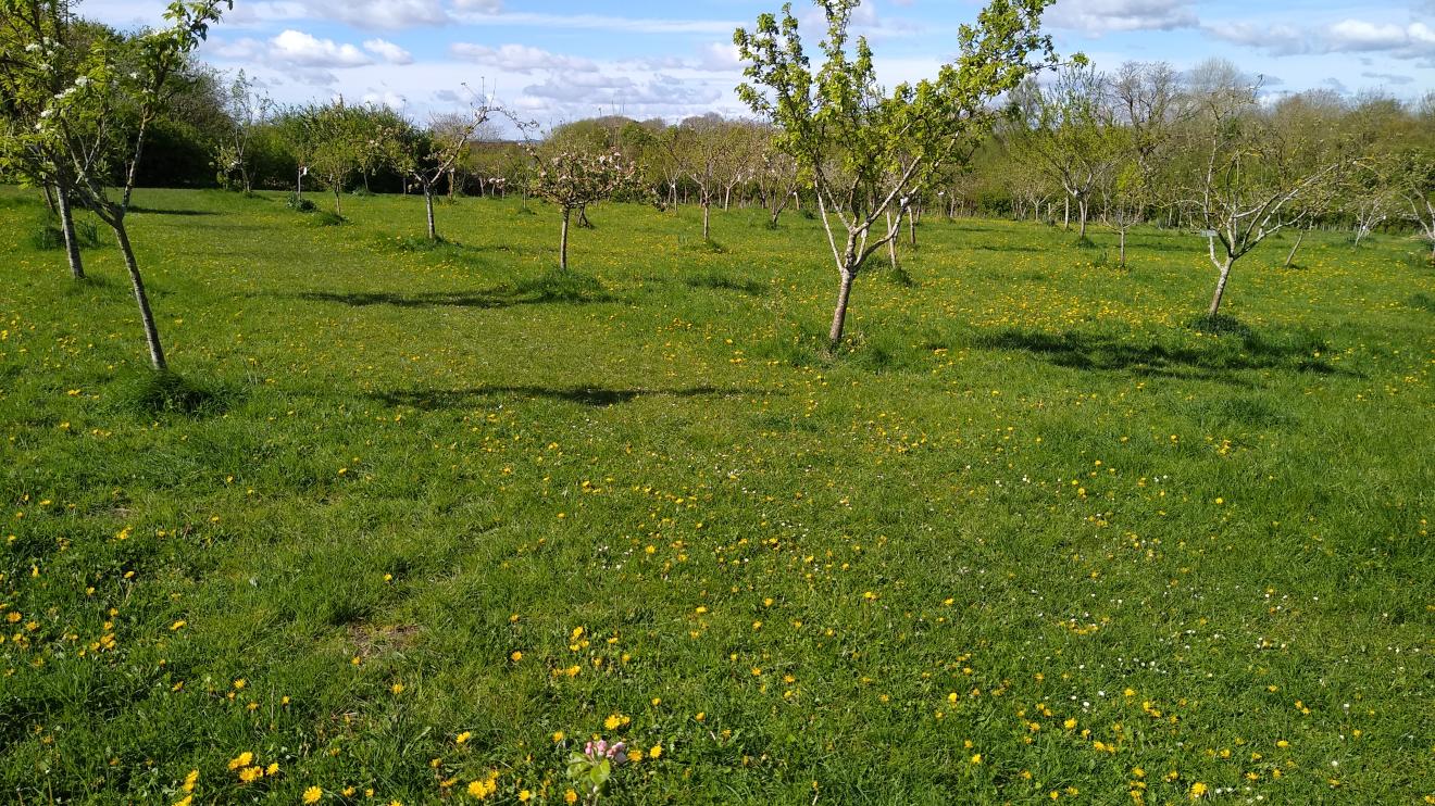 Orchard trees in a meadow