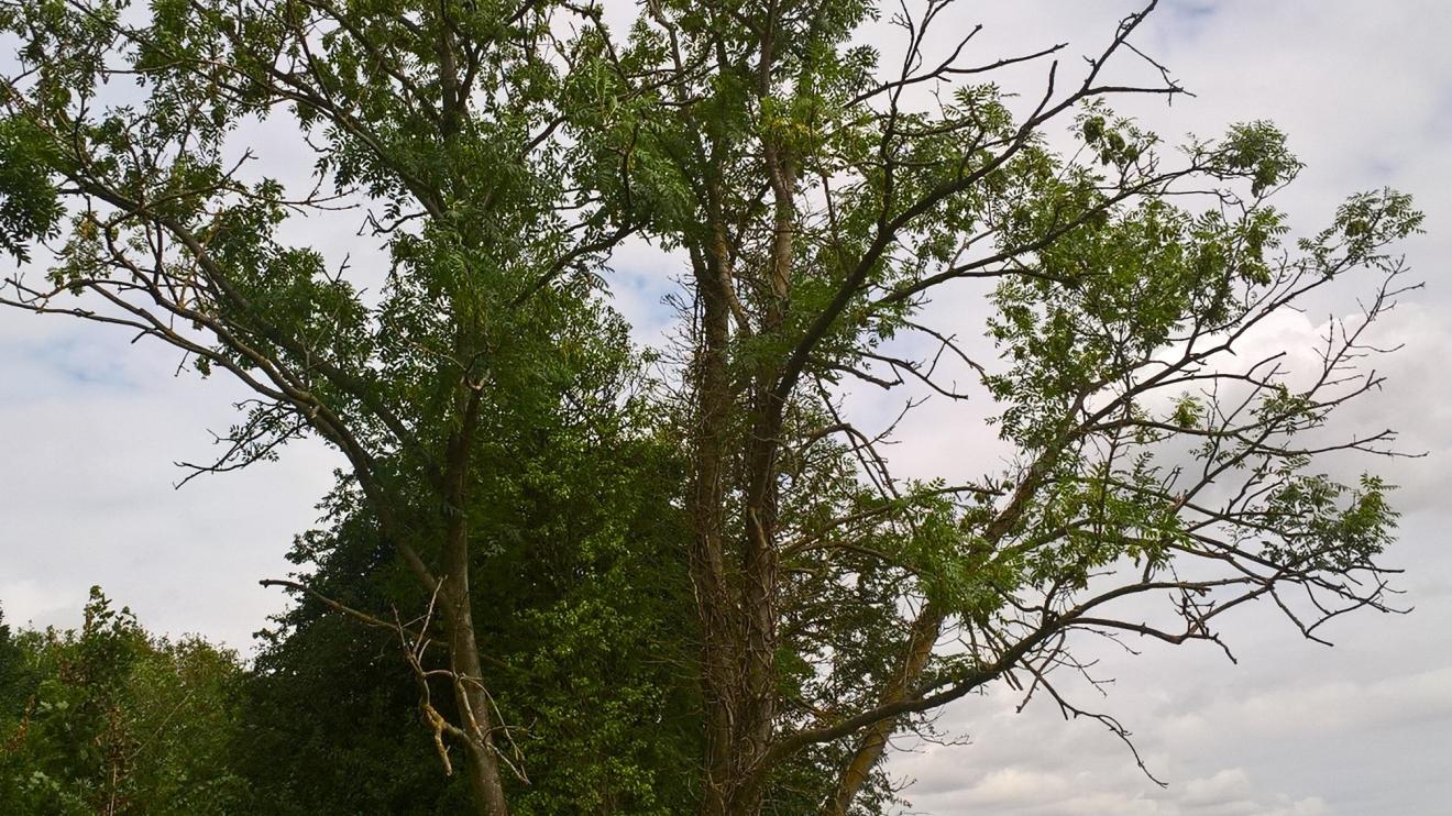A diseased Ash tree